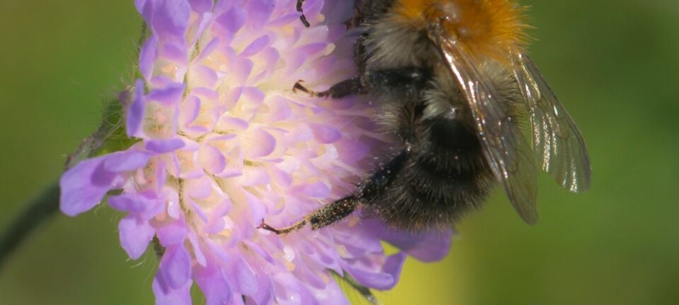 Humlene forsvant nesten helt i de områdene hvor svenske forskere satte ut honningbier. – Det bør bli bedre regulering av hvor mange som kan drive med honningbier i et område, mener norsk forsker.  (Foto: Ove Bergersen, scanpix)
