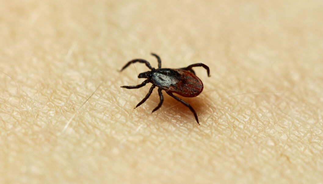 Litt over 400 nordmenn blir alvorlig syke av borreliose hvert år, men ytterligere 7000 smittes med flåttbakterien borrelia burgdorferi ifølge en studie fra 2017. Folk må beskytte seg bedre, mener flåttforsker. (Foto: Erlend Aas/NTB Scanpix) Litt over 400 nordmenn blir alvorlig syke av borreliose hvert år, men ytterligere 7000 smittes med flåttbakterien borrelia burgdorferi ifølge en studie fra 2017. Folk må beskytte seg bedre, mener flåttforsker. (Foto: Erlend Aas/NTB Scanpix)