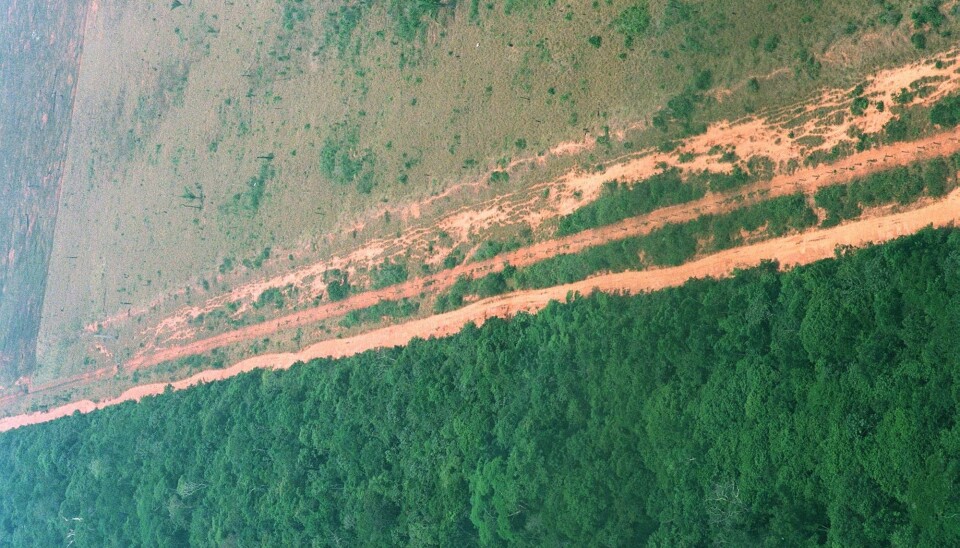 Avskogingen i Amazonas var svært omfattende på 1990-tallet. Dette bildet fra den brasilianske regnskogen ble tatt i 1996. (Foto: Lars M. Hjorthol / NTB scanpix)