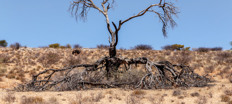 – Våre resultater viser at moderate mengder trær faktisk kan øke grunnvannsmagasinene, sier NMBU-professor Douglas Sheil. Dette er stikk i strid med det forskere hittil har trodd. (Illustrasjonsfoto: Colourbox)