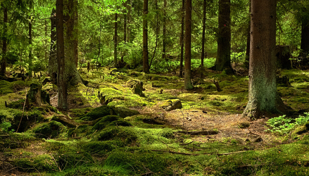 Soppen i norske skoger har stor betydning for karbonlagringen i bakken. (Foto: kropic1 / Shutterstock / NTB scanpix) Soppen i norske skoger har stor betydning for karbonlagringen i bakken. (Foto: kropic1 / Shutterstock / NTB scanpix)