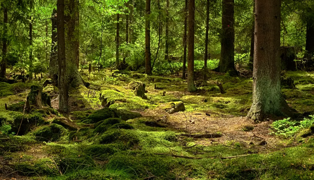 Soppen i norske skoger har stor betydning for karbonlagringen i bakken. (Foto: kropic1 / Shutterstock / NTB scanpix)