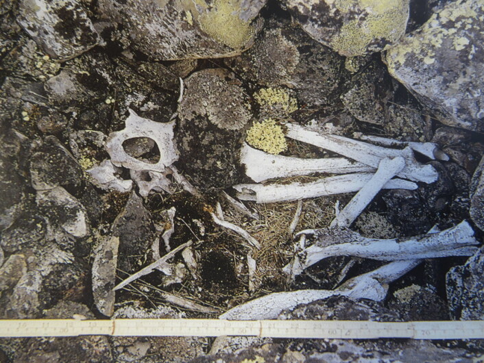 Bjørnegrav fra Karlebotn i Finnmark Foto: Steinar Wikan Bjørnegrav fra Karlebotn i Finnmark Foto: Steinar Wikan