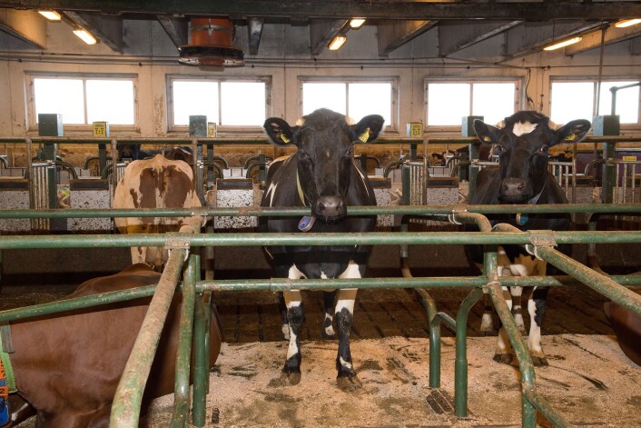 Innen 2034 skal alle fjøs være løsdrift. Løsdrift gir mulighet til fri bevegelse, men tilfredsstiller ikke mosjonskravet. (Foto: Erling Fløistad, NIBIO) Innen 2034 skal alle fjøs være løsdrift. Løsdrift gir mulighet til fri bevegelse, men tilfredsstiller ikke mosjonskravet. (Foto: Erling Fløistad, NIBIO)