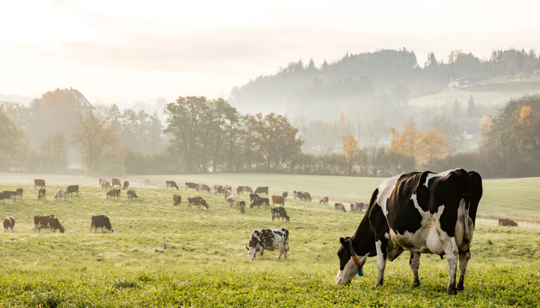 Kjøttproduksjon med kyr er en klimaversting. (Foto: Fredy Thuerig, Shutterstock, NTB scanpix) Kjøttproduksjon med kyr er en klimaversting. (Foto: Fredy Thuerig, Shutterstock, NTB scanpix)