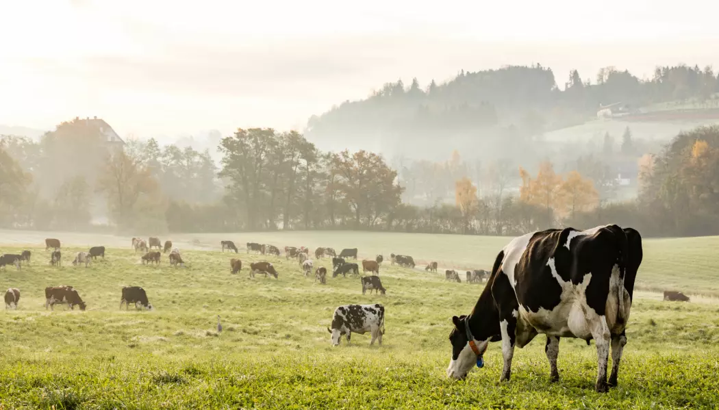 Kjøttproduksjon med kyr er en klimaversting. (Foto: Fredy Thuerig, Shutterstock, NTB scanpix)