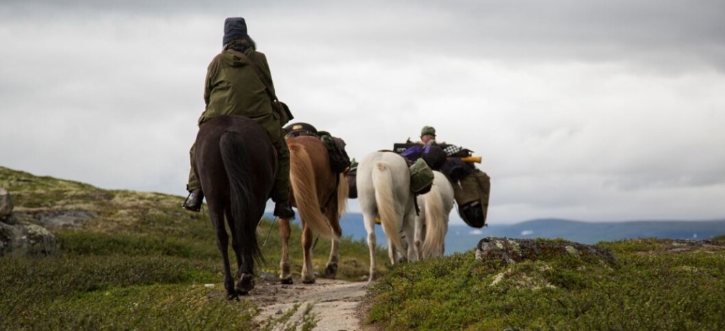 Ellen Sigmond jobbet et helt år med å få tilgang på arkivene i Vatikanet. Hun ville finne veien som biskopene red over Hardangervidda. (Foto: Sondre Sivertsen) Ellen Sigmond jobbet et helt år med å få tilgang på arkivene i Vatikanet. Hun ville finne veien som biskopene red over Hardangervidda. (Foto: Sondre Sivertsen)