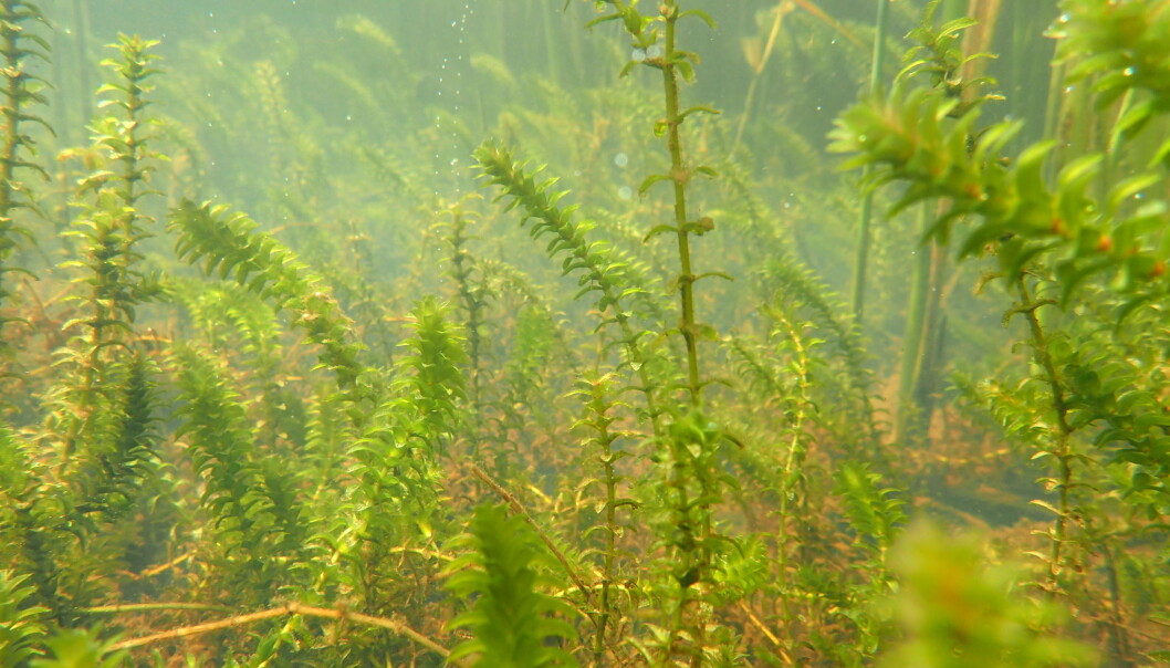 Vasspest (Elodea canadensis) er en plante som vokser helt under vann. Arten anses som fremmed i norsk natur og kan ha negativ påvirkning på det opprinnelige biologiske mangfoldet i innsjøen. Når vasspest først har etablert seg, er planten svært vanskelig å bli kvitt, og det er derfor viktig å unngå videre spredning. (Foto: Benoit Demars/NIVA) Vasspest (Elodea canadensis) er en plante som vokser helt under vann. Arten anses som fremmed i norsk natur og kan ha negativ påvirkning på det opprinnelige biologiske mangfoldet i innsjøen. Når vasspest først har etablert seg, er planten svært vanskelig å bli kvitt, og det er derfor viktig å unngå videre spredning. (Foto: Benoit Demars/NIVA)
