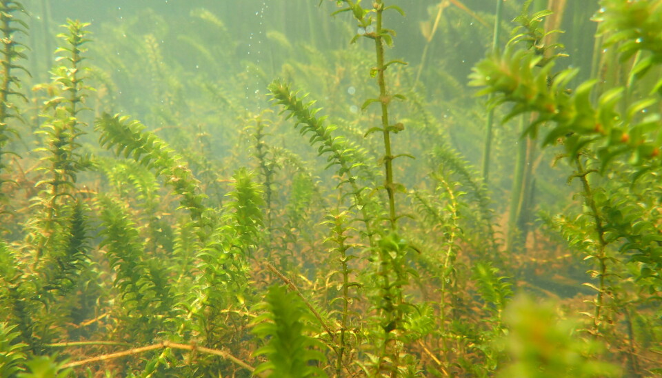 Vasspest (Elodea canadensis) er en plante som vokser helt under vann. Arten anses som fremmed i norsk natur og kan ha negativ påvirkning på det opprinnelige biologiske mangfoldet i innsjøen. Når vasspest først har etablert seg, er planten svært vanskelig å bli kvitt, og det er derfor viktig å unngå videre spredning. (Foto: Benoit Demars/NIVA)