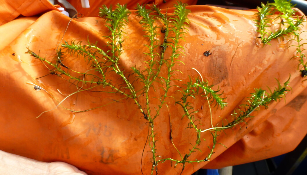 I Norge er vasspestplanten spredd til nærmere 60 innsjøer og 13 elver, hovedsakelig på Østlandet. Denne vasspestplanten, som er avbildet mot en gummibukse, er hentet opp av Steinsfjorden, i forbindelse med NIVAs feltarbeid. (Foto: Marit Mjelde/NIVA) I Norge er vasspestplanten spredd til nærmere 60 innsjøer og 13 elver, hovedsakelig på Østlandet. Denne vasspestplanten, som er avbildet mot en gummibukse, er hentet opp av Steinsfjorden, i forbindelse med NIVAs feltarbeid. (Foto: Marit Mjelde/NIVA)