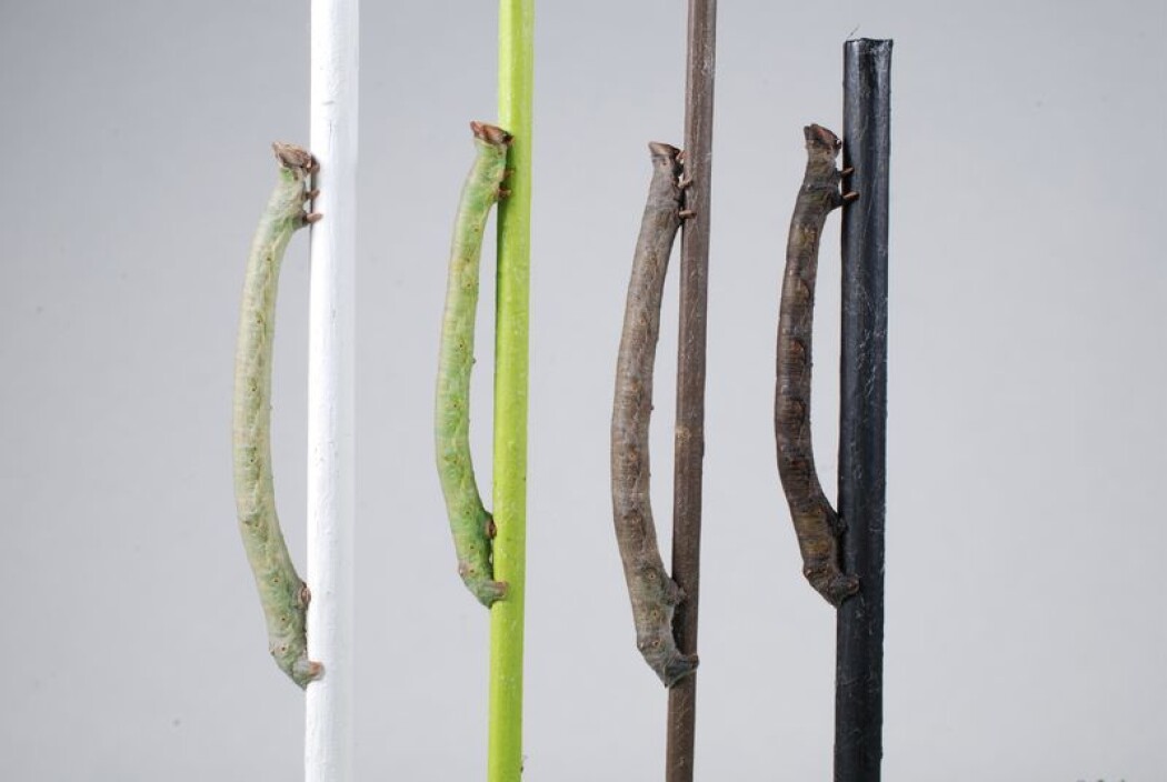 Hvordan vet larven til bjørkelurvemåleren (<i>Biston betularia</i>) hvilken farge den skal ha? Den bruker i alle fall ikke øynene, ifølge en ny studie. (Foto: Arjen van’t Hof / University of Liverpool) Hvordan vet larven til bjørkelurvemåleren (<i>Biston betularia</i>) hvilken farge den skal ha? Den bruker i alle fall ikke øynene, ifølge en ny studie. (Foto: Arjen van’t Hof / University of Liverpool)