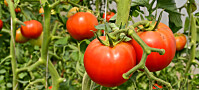 Norge har større avlinger av tomat og agurk enn Spania og Nederland