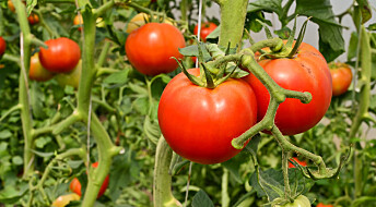Norge har større avlinger av tomat og agurk enn Spania og Nederland