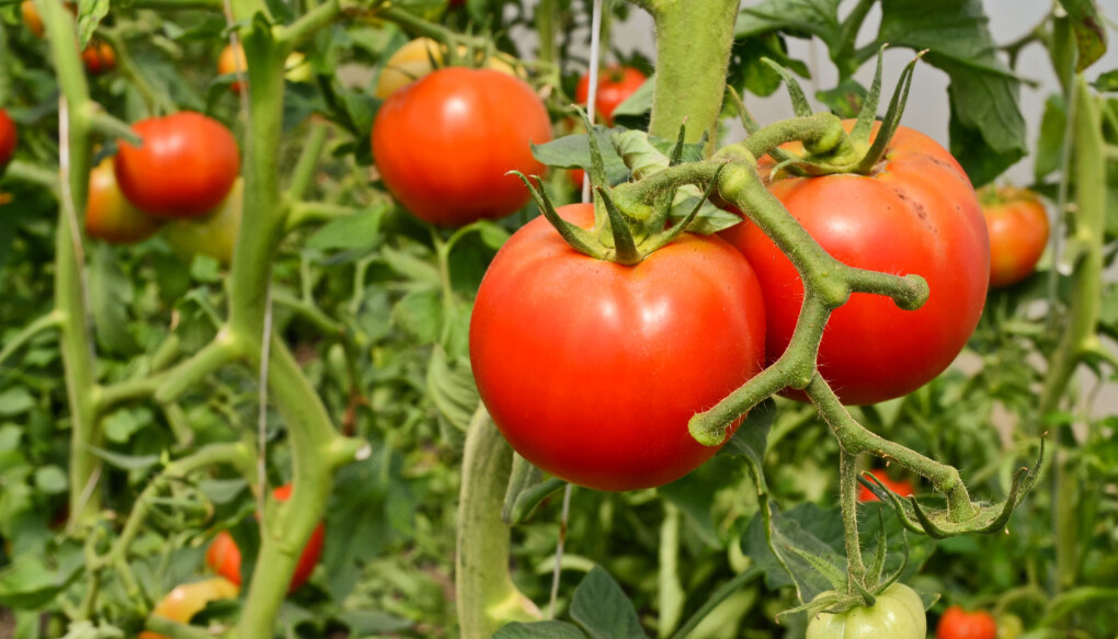 Vi trenger ikke importere mest mulig av grønnsaker til en lavest mulig pris. Det går an å dyrke miljøvennlige kvalitetsprodukter på en god måte også i Norge. (Foto: Zvone / Shutterstock / NTB scanpix) Vi trenger ikke importere mest mulig av grønnsaker til en lavest mulig pris. Det går an å dyrke miljøvennlige kvalitetsprodukter på en god måte også i Norge. (Foto: Zvone / Shutterstock / NTB scanpix)