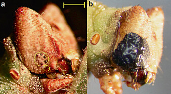 Til venstre ser du øynene til larven. Til høyre ser du larven etter øynene dens er blitt malt over. (Foto: Eacock mfl. / <i>Nature Communications Biology</i>) Til venstre ser du øynene til larven. Til høyre ser du larven etter øynene dens er blitt malt over. (Foto: Eacock mfl. / <i>Nature Communications Biology</i>)