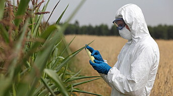Kronikk: Slik bruker vi GMO på en ansvarlig måte