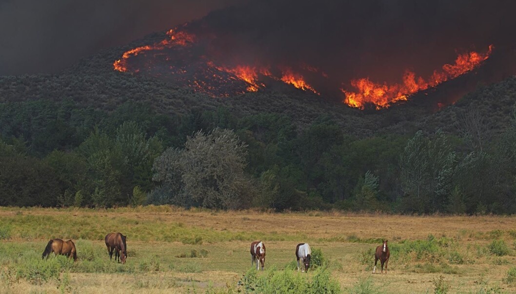 Det brant i skogene i Okanogan i Washington State i 2015. Mange landsbyer måtte evakueres og 1250 brannmenn var med i arbeidet med å få kontroll over flammene. (Foto: Tom Reichner / Shutterstock / NTB scanpix) Det brant i skogene i Okanogan i Washington State i 2015. Mange landsbyer måtte evakueres og 1250 brannmenn var med i arbeidet med å få kontroll over flammene. (Foto: Tom Reichner / Shutterstock / NTB scanpix)