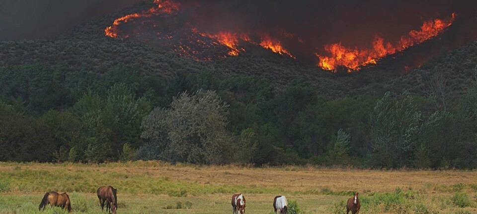 Det brant i skogene i Okanogan i Washington State i 2015. Mange landsbyer måtte evakueres og 1250 brannmenn var med i arbeidet med å få kontroll over flammene.  (Foto: Tom Reichner / Shutterstock / NTB scanpix)