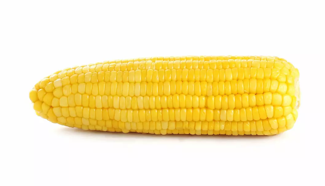 Hvordan skal vi vurdere samfunnsnytten av GMO-produkter? Er det hvor mange arbeidsplasser som blir skapt eller at forbrukeren får billigere mais? spør kronikkforfatteren. (Foto: Shutterstock, NTB scanpix)
