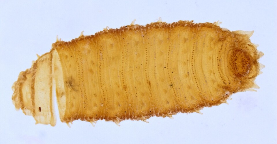 Puppe fra spyfluearten Chrysomya albiceps. Fluen har kommet ut av skallet ved å gnage rundt den ene enden, så den blir som et lokk. (Foto: Geir Søli, Naturhistorisk museum, UiO)