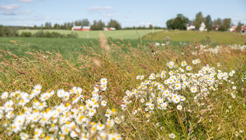 Litt blomster i kanten av åkeren gjør godt for biene. Men vel så godt gjør det å dyrke mer varierte avlinger, på små åkre, ifølge en ny og omfattende internasjonal studie. (Foto: Audun Braastad/NTB Scanpix) Litt blomster i kanten av åkeren gjør godt for biene. Men vel så godt gjør det å dyrke mer varierte avlinger, på små åkre, ifølge en ny og omfattende internasjonal studie. (Foto: Audun Braastad/NTB Scanpix)