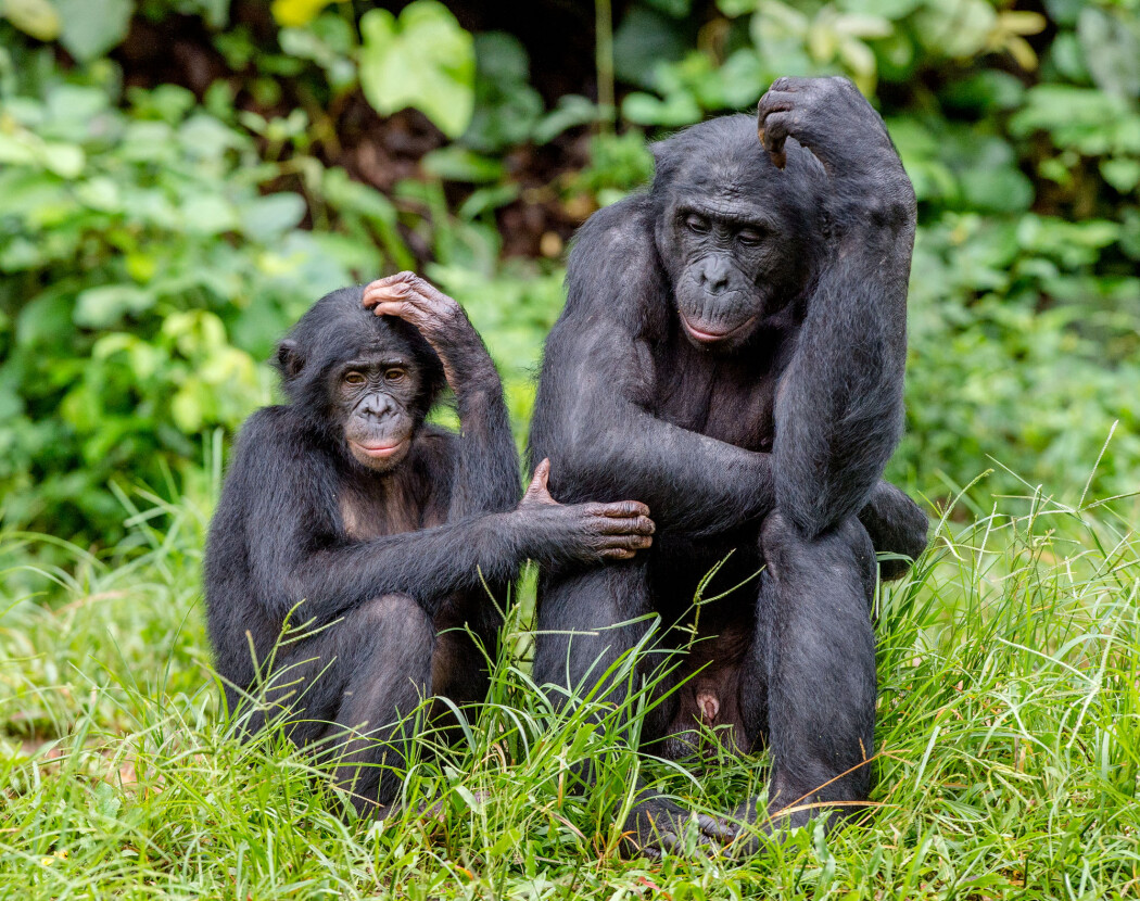 Bonoboen er, sammen med sjimpansen, menneskets nærmeste nålevende slektning. (Foto: Sergey Uryadnikov / Shutterstock / NTB scanpix) Bonoboen er, sammen med sjimpansen, menneskets nærmeste nålevende slektning. (Foto: Sergey Uryadnikov / Shutterstock / NTB scanpix)