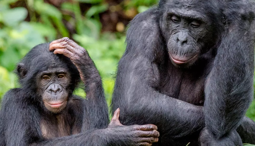 Kan aper bli like smarte som oss i framtiden?