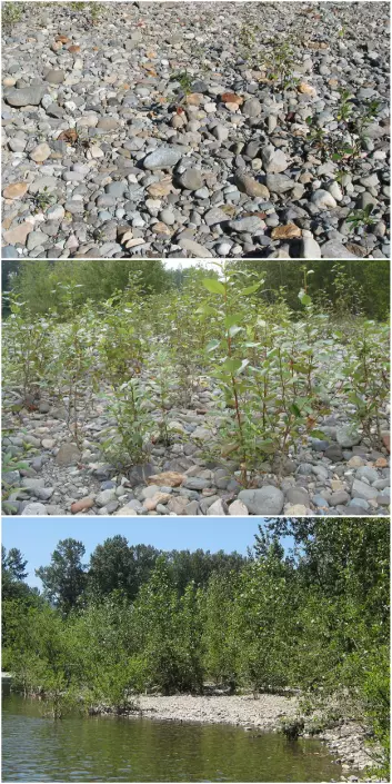 Det er temmelig lite nitrogen i grunnen der disse poplene vokser opp, ved bredden av Snoqualmie River. Men trærne får hjelp av bakterier til å skaffe seg stoffet. Bildene ble tatt i 2002, 2006 and 2015. (Foto: Sharon L. Doty)