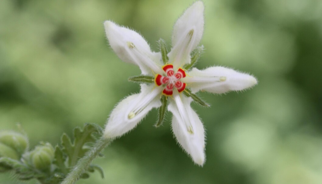Fingrene unna håra! Dette eksemplaret av Blumenbachia insignis, en plante i Loasaceae-familien, står i den botaniske hagen ved Universitetet i Bonn. (Foto: M. Weigend/Uni Bonn) Fingrene unna håra! Dette eksemplaret av Blumenbachia insignis, en plante i Loasaceae-familien, står i den botaniske hagen ved Universitetet i Bonn. (Foto: M. Weigend/Uni Bonn)