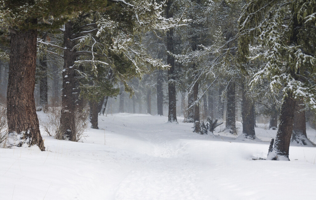 Den boreale skogen utgjør en tredjedel av verdens arealer med trær, men holder på 60 prosent av alt karbon som er lagret i skog. (Foto: Sunny_nsk / Shutterstock / NTB scanpix) Den boreale skogen utgjør en tredjedel av verdens arealer med trær, men holder på 60 prosent av alt karbon som er lagret i skog. (Foto: Sunny_nsk / Shutterstock / NTB scanpix)