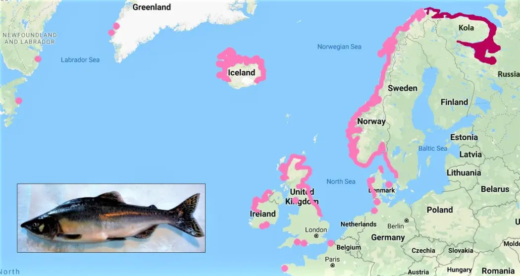Vannforskere inviterer nå folk fra hele landet til folkeforskning for å finne elvene som pukkellaksen har invadert. Kartet viser utbredelsen av pukkellaks påvist gjennom fangst i 2017 i Nord-Atlanteren. /Kilde: Eva Thorstad, NINA) Vannforskere inviterer nå folk fra hele landet til folkeforskning for å finne elvene som pukkellaksen har invadert. Kartet viser utbredelsen av pukkellaks påvist gjennom fangst i 2017 i Nord-Atlanteren. /Kilde: Eva Thorstad, NINA)