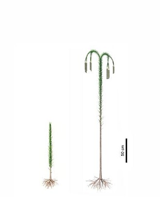 Guangdedendron vokste rett opp som en stolpe helt til den ble voksen. Da dannet den en enkel krone i toppen. Guangdedendron vokste rett opp som en stolpe helt til den ble voksen. Da dannet den en enkel krone i toppen.