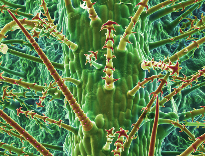 Piggene synes godt på dette mikroskopbildet av fra bladoverflata til Loasa pallida, nok en art i familien Loasaceae. (Foto: (Bilde: H.-J. Ensikat und M. Weigend/Uni Bonn)) Piggene synes godt på dette mikroskopbildet av fra bladoverflata til Loasa pallida, nok en art i familien Loasaceae. (Foto: (Bilde: H.-J. Ensikat und M. Weigend/Uni Bonn))