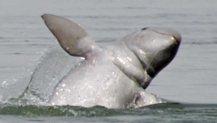 Elvedelfinene blir flere i Mekong-elva i Asia, ifølge Verdens naturfond, selv om de fortsatt er truet. (Foto: Dan Koehl) Elvedelfinene blir flere i Mekong-elva i Asia, ifølge Verdens naturfond, selv om de fortsatt er truet. (Foto: Dan Koehl)