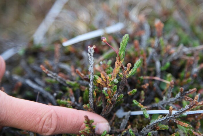 <em>Cassiope tetragona</em>, kantlyng, skadet etter vinteren. (Foto: Brage B. Hansen, NTNU) <em>Cassiope tetragona</em>, kantlyng, skadet etter vinteren. (Foto: Brage B. Hansen, NTNU)