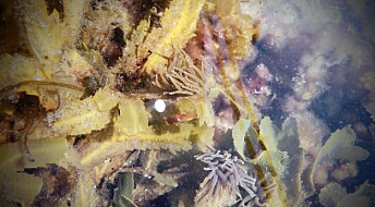 Ny, sviande sjøanemone funnen i Hordaland