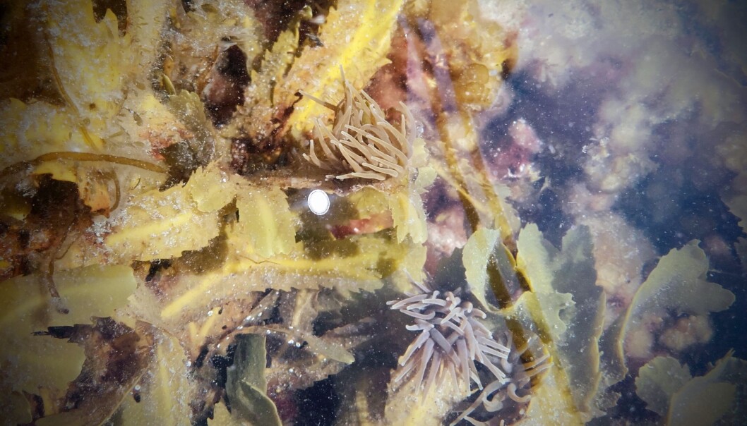 Sjøanemonane i tangen på stranda. (Foto: Terje van der Meeren / Havforskningsinstituttet) Sjøanemonane i tangen på stranda. (Foto: Terje van der Meeren / Havforskningsinstituttet)