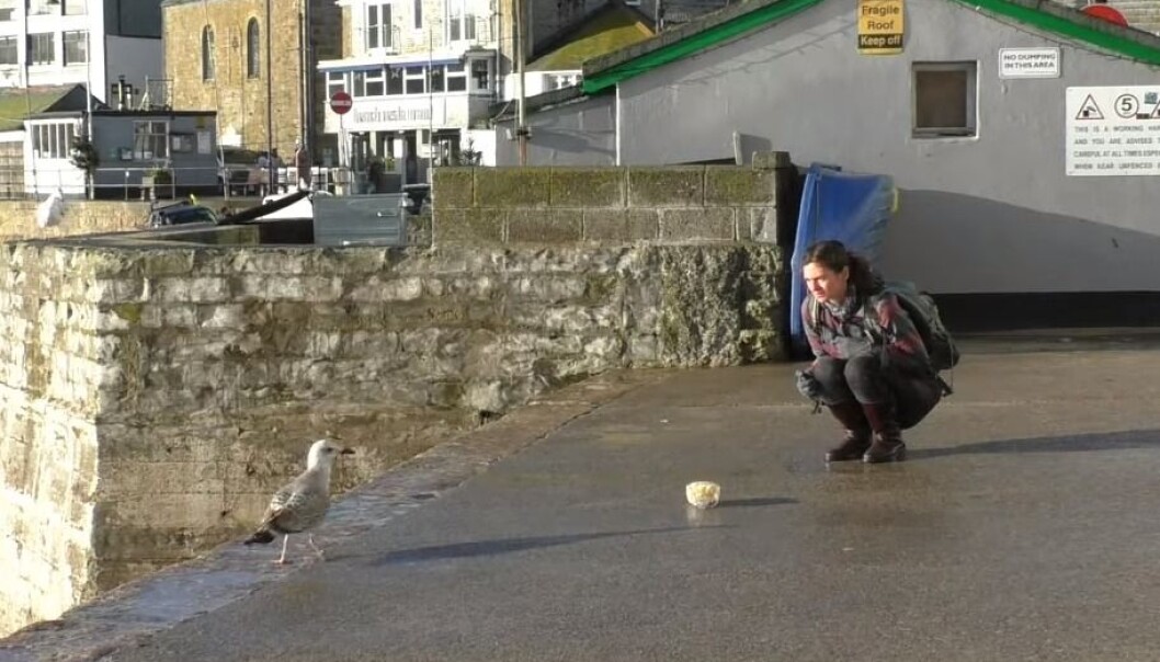 "Det var da voldsomt som den forskeren stirret?!" (Bilde fra videoen fra University of Exeter) "Det var da voldsomt som den forskeren stirret?!" (Bilde fra videoen fra University of Exeter)