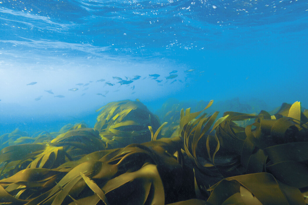 Havet blir varmare langs kysten og det er ikkje godt nytt for alle fiskeslag. (Foto: CCR/Havforskningsinstituttet) Havet blir varmare langs kysten og det er ikkje godt nytt for alle fiskeslag. (Foto: CCR/Havforskningsinstituttet)