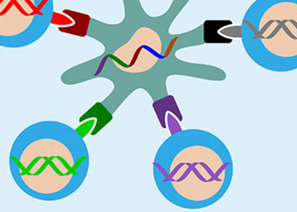 I midten ser vi en syntetisk DNA-streng med kreftmutasjoner som er plassert inn i en immunstimulerende celle fra en frisk person. Kulene med ulike farger viser immunceller som gjenkjenner mutasjonene og kobler seg på cellen for å bekjempe dem. (Foto: (Illustrasjon: Science Shaped))