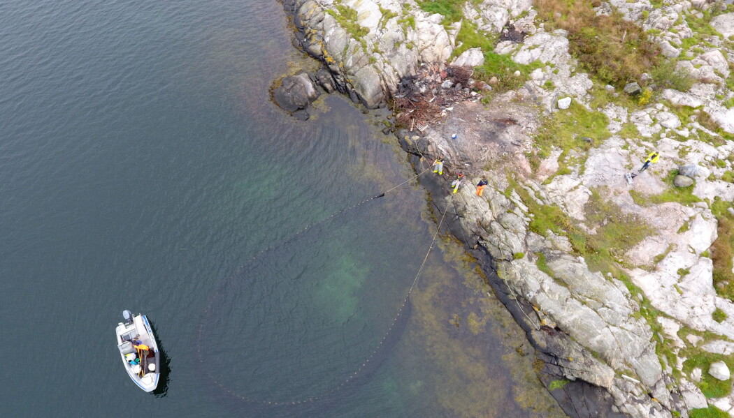 Her fanger forskere fisk og andre arter med not i stranda for å måle tilstanden i havet. Over mange år har fangsten blitt mindre og mindre. (Foto: Espen Bierud / Havforskningsinstituttet) Her fanger forskere fisk og andre arter med not i stranda for å måle tilstanden i havet. Over mange år har fangsten blitt mindre og mindre. (Foto: Espen Bierud / Havforskningsinstituttet)