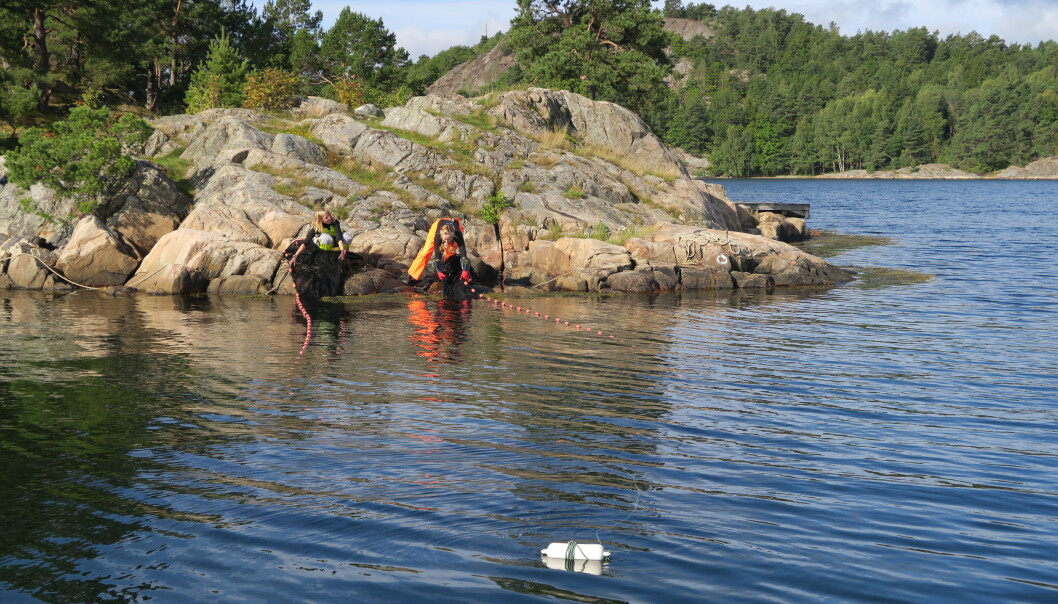 Her er Lene Christensen (til venstre) og Inger Aline Norberg Aanonsen i ferd med å hale inn en finmasket strandnot. Alt i nota blir målt og registrert. (Foto: Tore Johannessen / Havforskningsinstituttet) Her er Lene Christensen (til venstre) og Inger Aline Norberg Aanonsen i ferd med å hale inn en finmasket strandnot. Alt i nota blir målt og registrert. (Foto: Tore Johannessen / Havforskningsinstituttet)