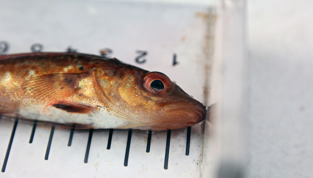 En liten torsk, sannsynligvis en nullåring, ble målt, veid og sluppet tilbake i havet. (Foto: Anders Jakobsen / Havforskningsinstituttet) En liten torsk, sannsynligvis en nullåring, ble målt, veid og sluppet tilbake i havet. (Foto: Anders Jakobsen / Havforskningsinstituttet)