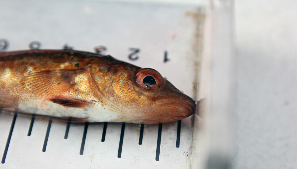 En liten torsk, sannsynligvis en nullåring, ble målt, veid og sluppet tilbake i havet. (Foto: Anders Jakobsen / Havforskningsinstituttet)