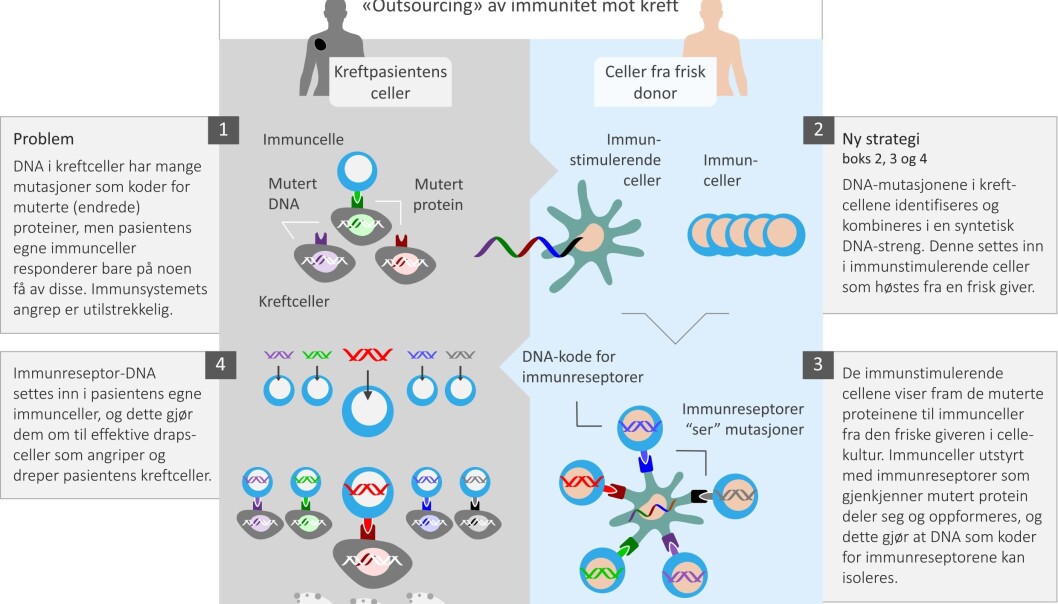 Illustrasjonen forklarer prosessen forskerne kaller å outsource kreftimmunitet. (Illustrasjon: Science Shaped) Illustrasjonen forklarer prosessen forskerne kaller å outsource kreftimmunitet. (Illustrasjon: Science Shaped)