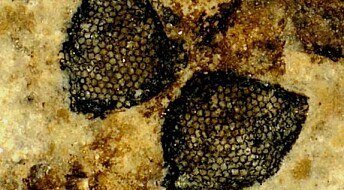 54 millioner år gamle stankelbein-øyne sår tvil om hvordan synet utviklet seg