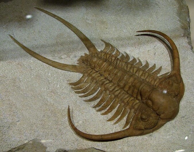 Trilobitter kunne være alt fra noen millimeter til 72 centimeter lange. De er blant de første kjente artene med komplekse fasettøyne. (Foto: Vassil/Wikimedia Commons) Trilobitter kunne være alt fra noen millimeter til 72 centimeter lange. De er blant de første kjente artene med komplekse fasettøyne. (Foto: Vassil/Wikimedia Commons)