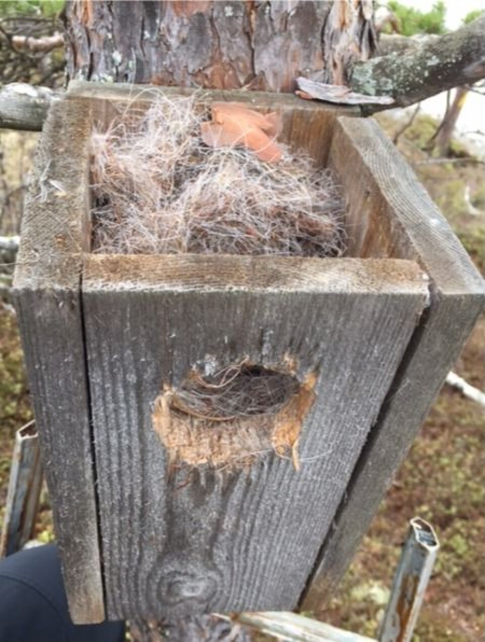 Ekornet har ordnet seg til i fuglekassen. Foto: Familien Furnes