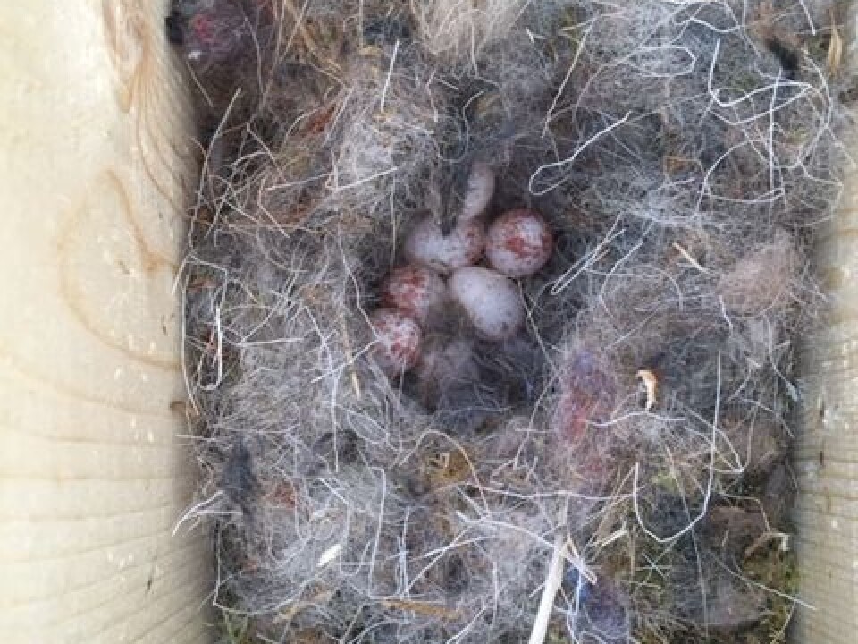 Seks egg i kjøttmeis kassen. Foto: Familien Furnes