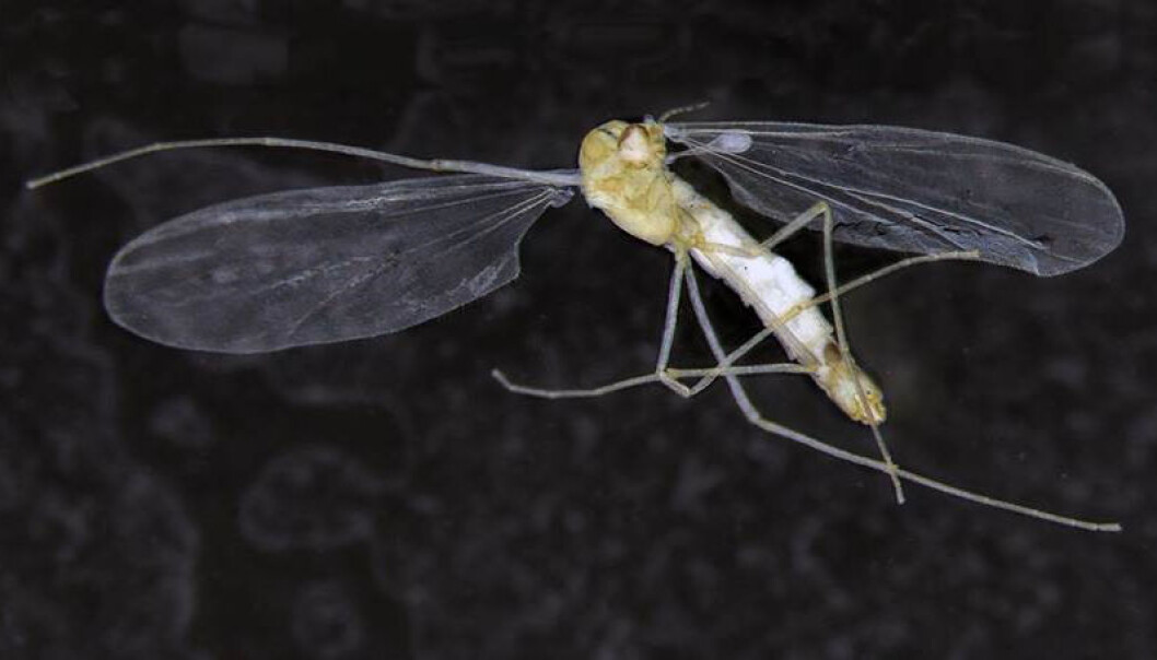 Mye tyder på at T. hajdi er det eneste kjente eksemplet på et flygende huleinsekt. (Foto: Linn Katrine Hagenlund) Mye tyder på at T. hajdi er det eneste kjente eksemplet på et flygende huleinsekt. (Foto: Linn Katrine Hagenlund)